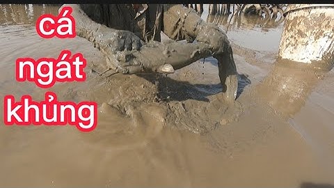 bắt tôm tít ở bảy lầy,chinh phục được hai hang cá ngát (lê nghiã cần phải)