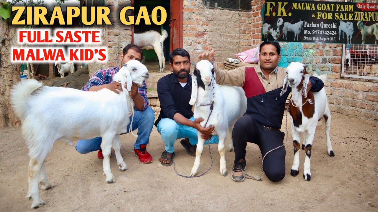 Zirapur Malwa Kid's ka Hub Saste Bakre At FK Goat Farm Zirapur