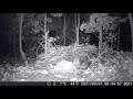 This is the most terrifying footage ever captured on a trail cam