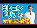 ミトコンドリアを増やすと元気になれる!?
