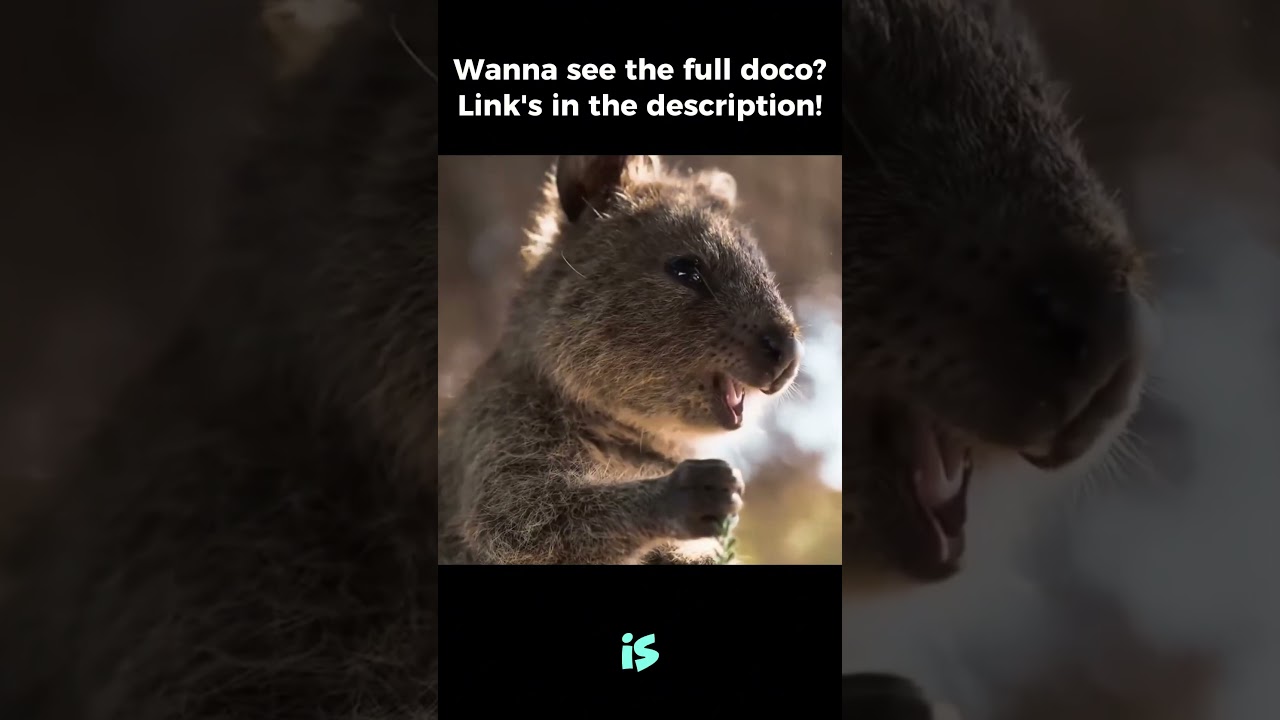Why The Quokka 'Malicious Mother' Myth Still Thrives Online Today!