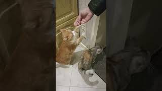 Кошки встречают хозяина.