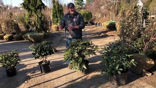 What Do the Sizes Mean on Trees and Shrubs