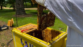 The WORST Beekeeper, with the BEST Honeybees