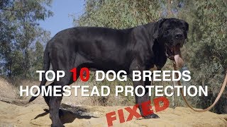 TOP 10 DOG BREEDS FOR HOMESTEAD PROTECTION (FIXED)