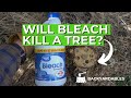 Will Beach Kill A Tree? | How To Kill A Tree