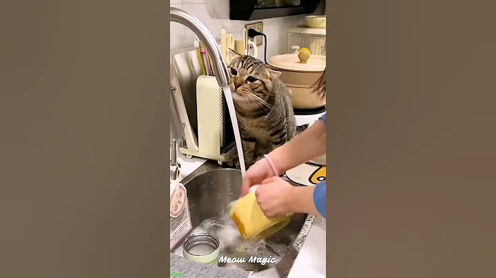 Video 11033191: talking pets funny cats, kittens meowing cute, cat litter, ball funny cat