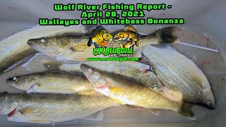 Wolf River Fishing Report - Fremont and Winneconne - Walleyes & Whitebass  April 28, 2021