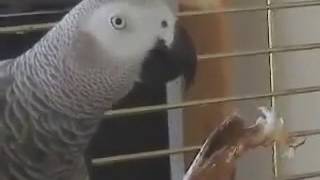23 THE African Grey! Ruby, The Swearing Parrot  X Rated Parrot   CHICKEN BREAKFAST