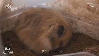 Toto the Hamster 2nd week home |  Small clips of Baby Syrian Hamster waking up and sleeping! by TotoHamsterJourney 25 views 5 months ago 28 seconds