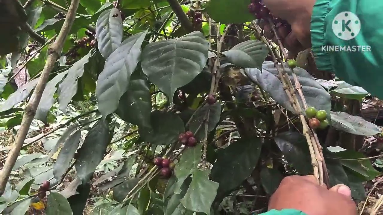 De kam fes los muag rau lawv 