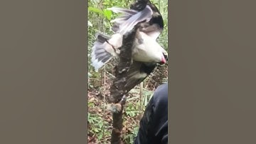 poin burung rambatan paruh merah jantan #burung #burungkicaudialamliar #birds