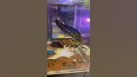 Cá lóc yellow sentarum giá 850k