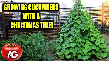 GROWING CUCUMBERS WITH A CHRISTMAS TREE! 2000 CUCUMBERS FROM THE CHRISTMAS TREE!