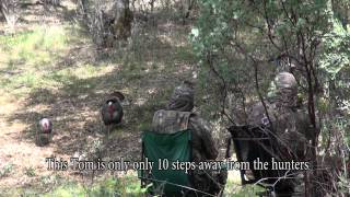 HECS Stealthscreen North California Turkey Hunt