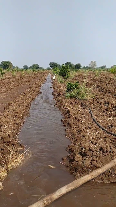 #Farming #shorts #video #sheta kade jauya