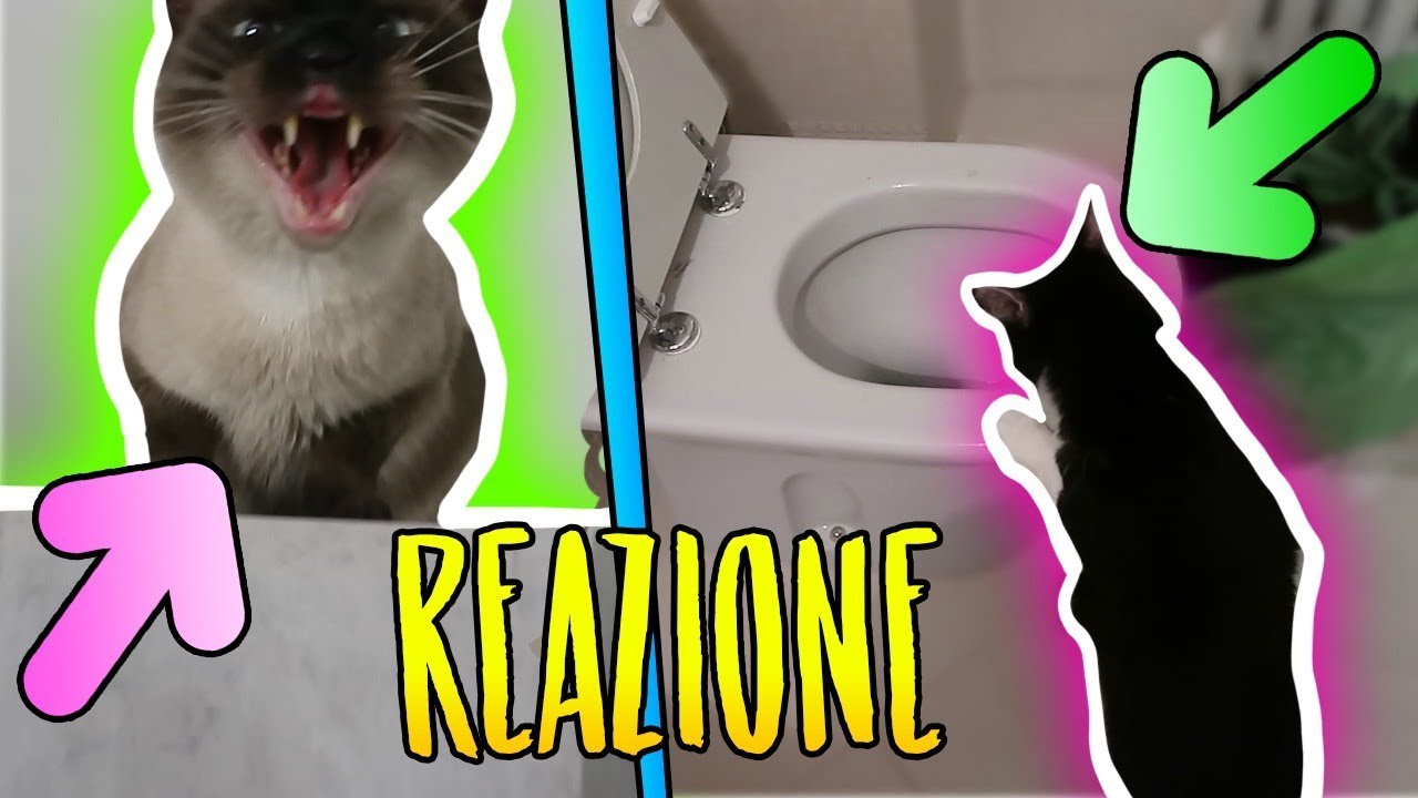 REAZIONE dei GATTI alla CASA NUOVA!