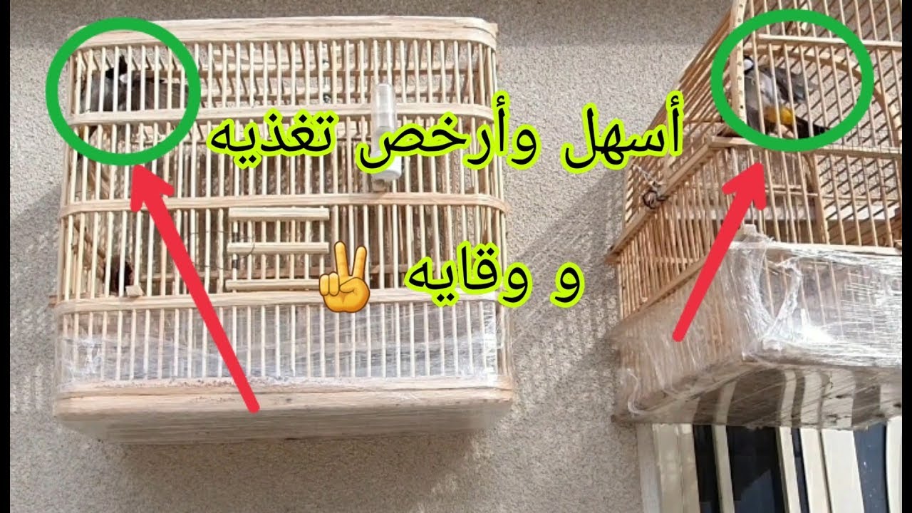 شغله اذا وفرته للبلابل راح تحافظ عليه من ألامراض ؟