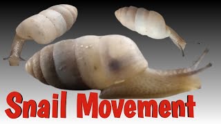 Snail Movement || Animals Shoot ||  घोंघा ।।