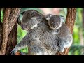 Australia Zoo with the Panasonic Lumix G9 and Leica/Panasonic 100-400mm lens. SETTINGS INLCUDED!