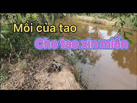 Video Đi săn ngày chủ nhật 2 con chim ưng Đánh nhau và cái... - youtube