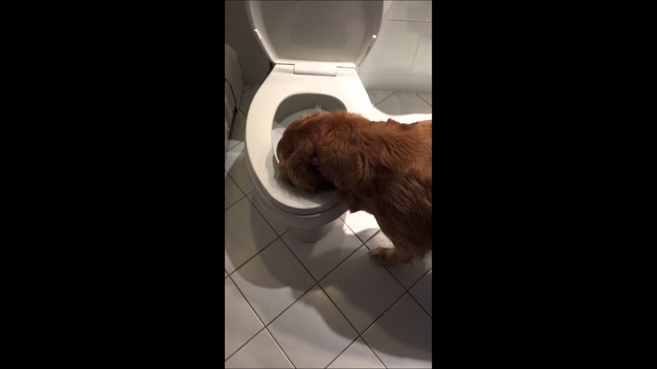 Golden Retriever drinking out of toilet YouTube