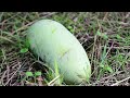 Michigan’s secret fruit looks like a mango but tastes like a banana - MLive.com