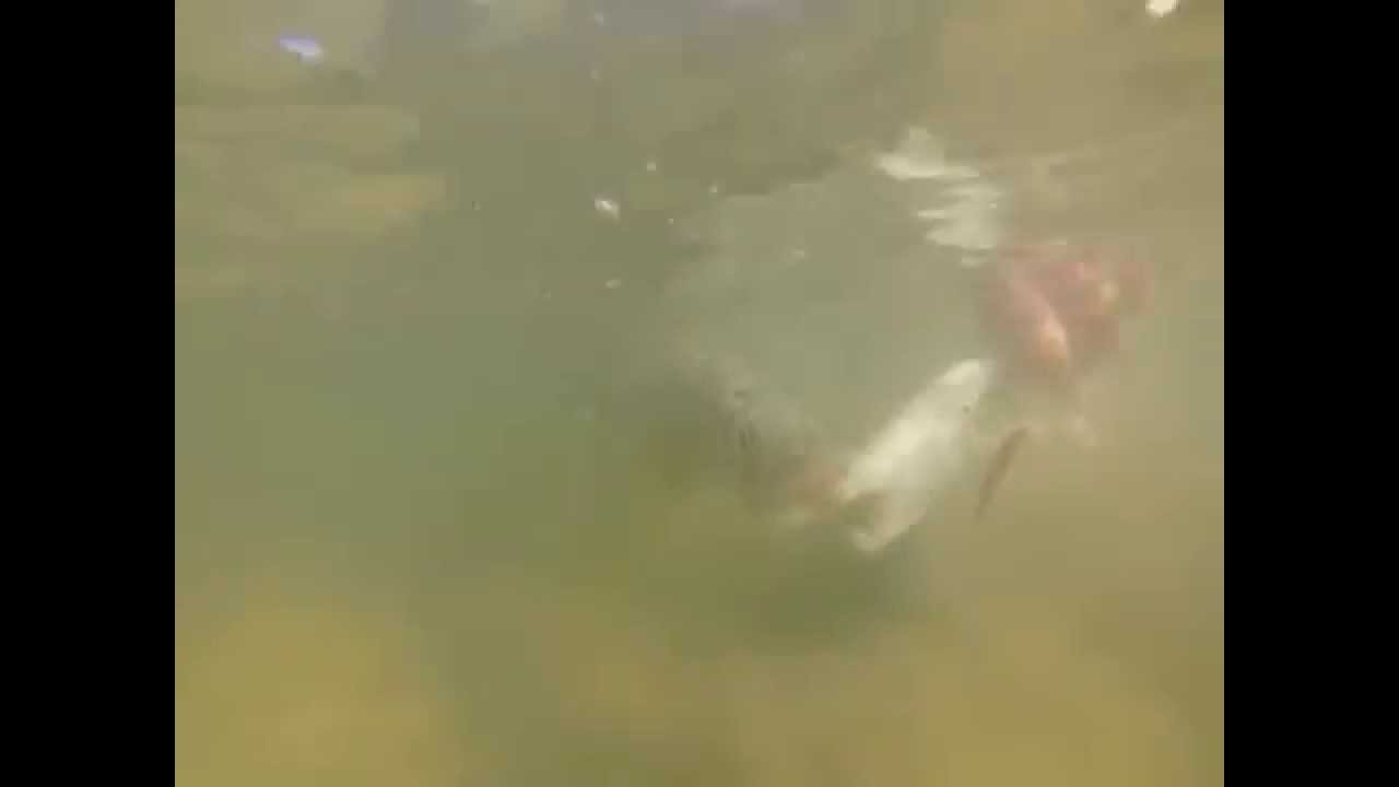 GoPro video of a snook being released at MacDill AFB