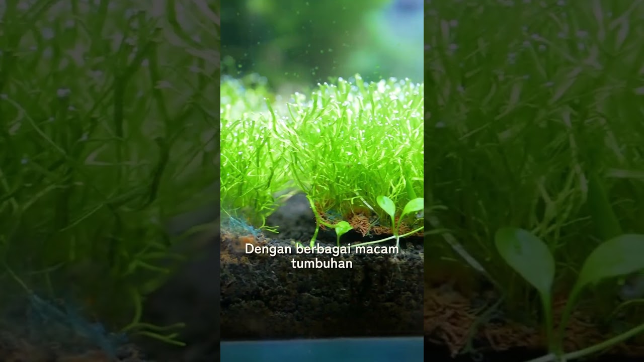 BEDAH HARGA AQUARIUM