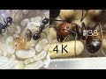 Макросъемка муравьев в 4k / Ants in macro 4k / Хорошие новости / Good news