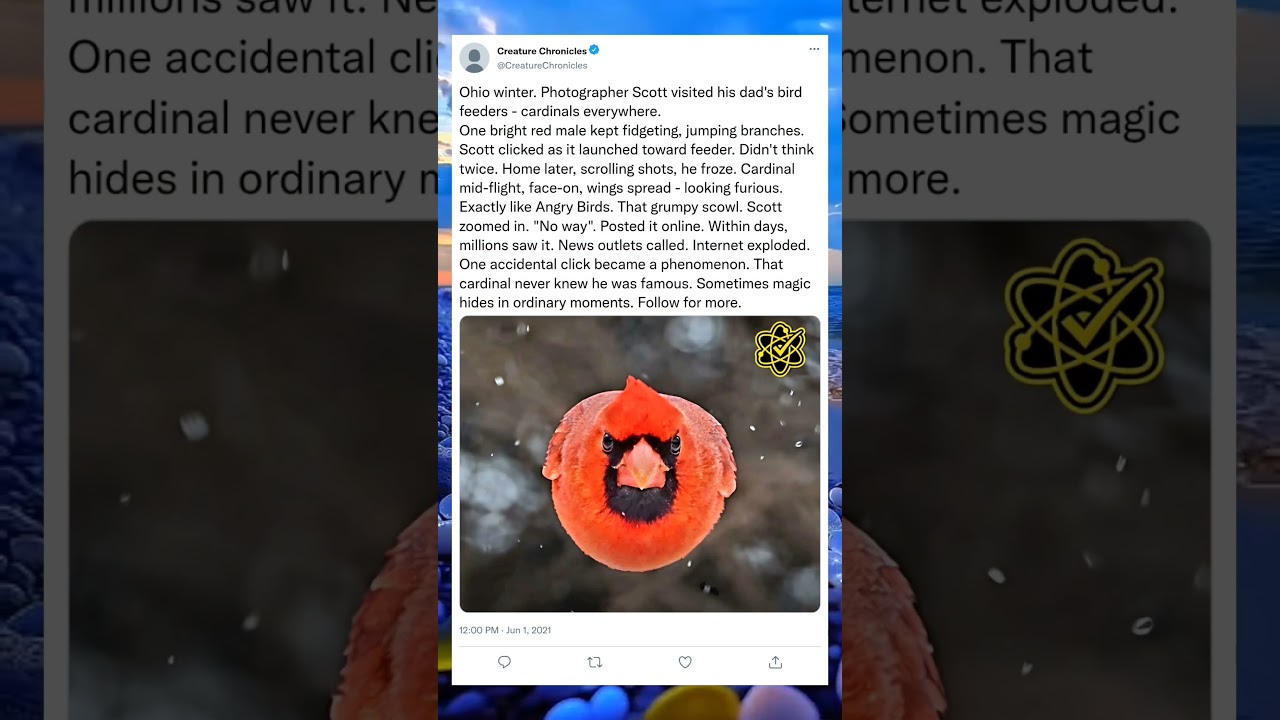 The Bird Who Had No Idea It Was a Star