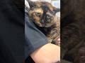 猫…なのか？診察中ぺちゃんこになるおこげがんもちゃんが可愛すぎる【おこげがんも「もちゃ」ちゃん】#cat #猫 #保護猫 #shorts