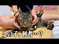 【想定外】個性強めな14匹の家にやってきた猫、まさかこんな猫だったとは…。