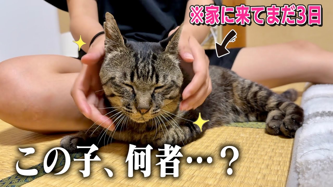 【想定外】個性強めな14匹の家にやってきた猫、まさかこんな猫だったとは…。