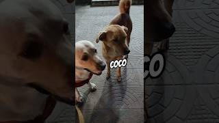 But i Love Them  dogfriends funnymemes fypp subscribe likeforlikes tagsforlikes funnyreels