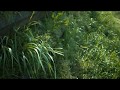 スナップ動画_Snapvideo_野草