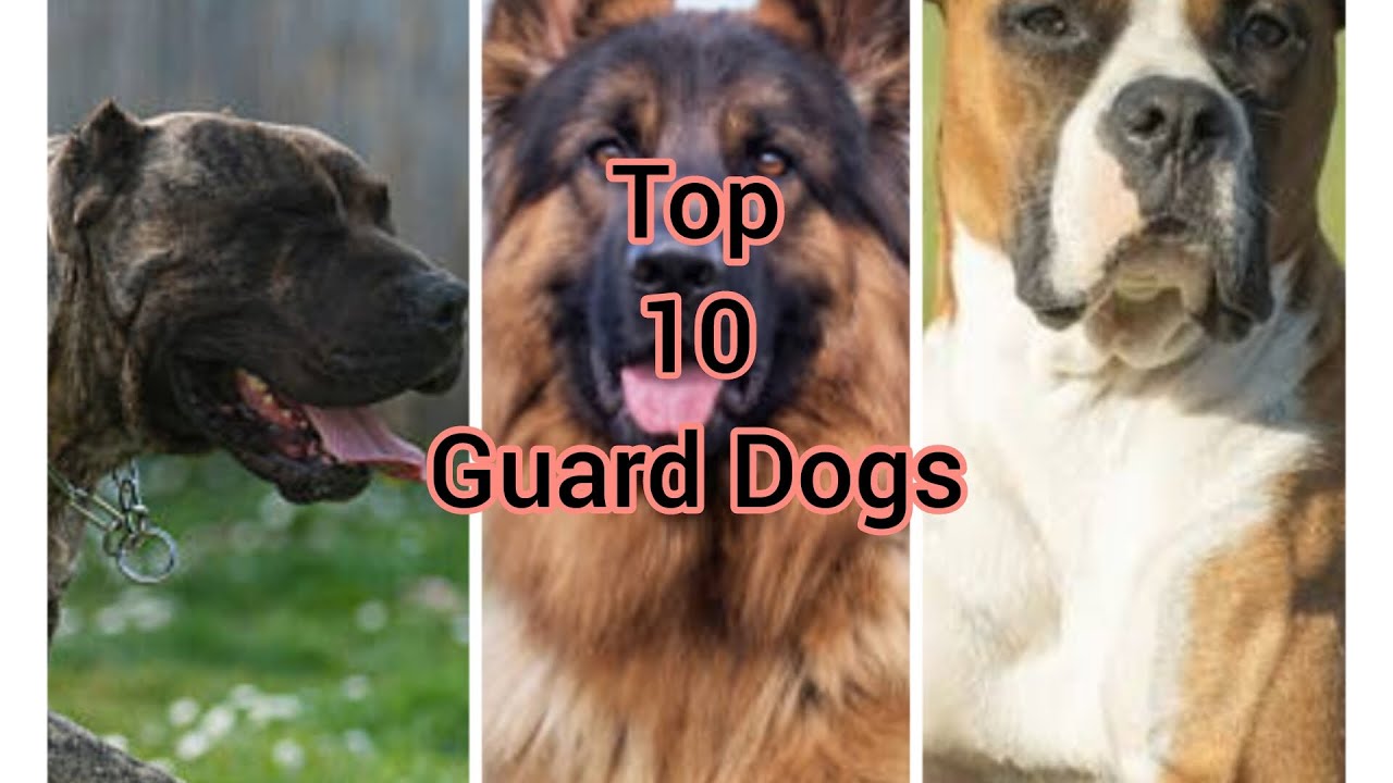 Top 10 Guard Dogs YouTube
