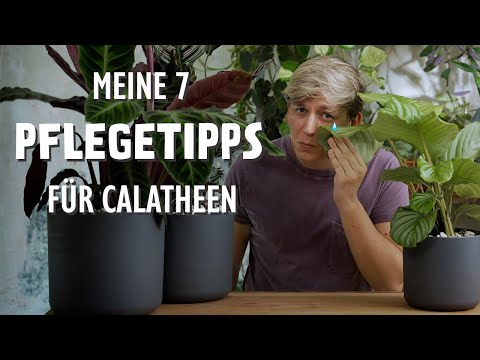 Video: Calathea Zebra Plant Care - Tipps für den Anbau von Zebrapflanzen im Innenbereich