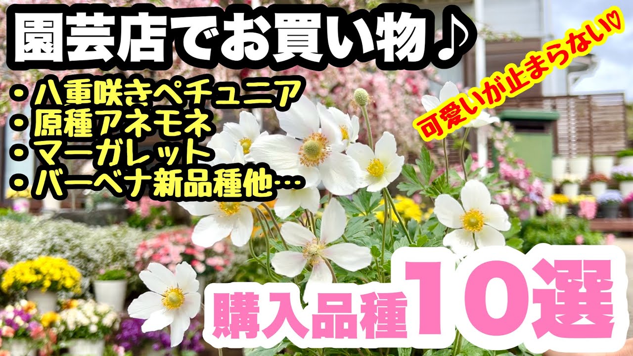 ◆【購入品種10選】高級ペチュニア・最新バーベナ・原種の宿根草など☘️