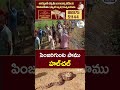 పింజరిగుంట పాము హల్‌చల్