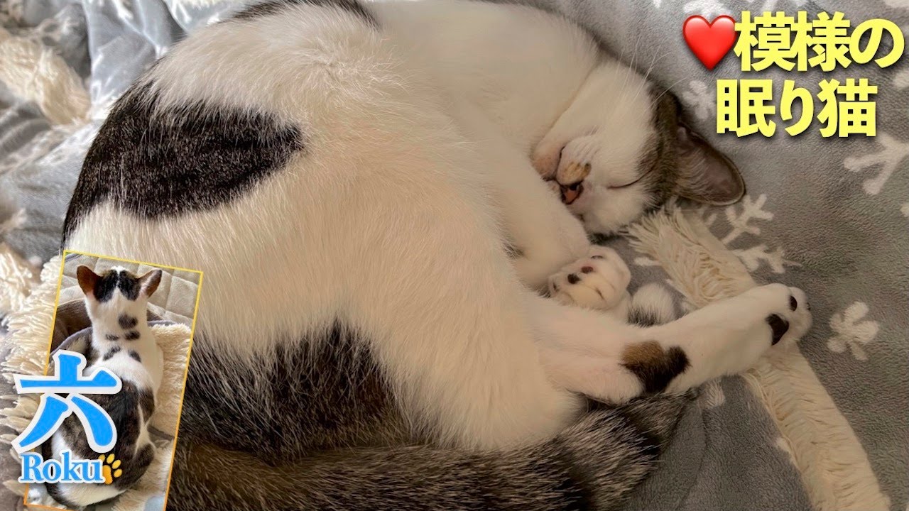 日光東照宮の「眠り猫」は平和の象徴とも言われています。我が家の愛猫