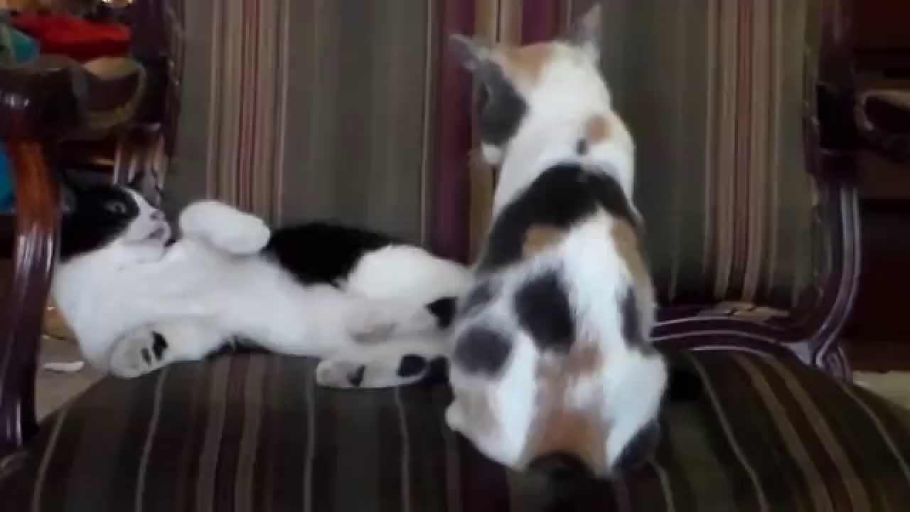 Must See Kittens Falling Kit Cat Chronicles 1 YouTube