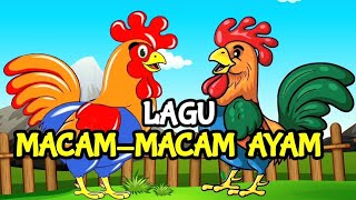 Macam Macam Ayam 🐔 Lagu Anak Anak 🐔 Ayam Berkokok Lucu