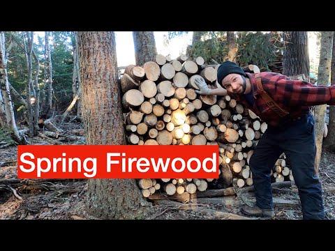 Forest Spring Clean - Firewood and Witch's Broom