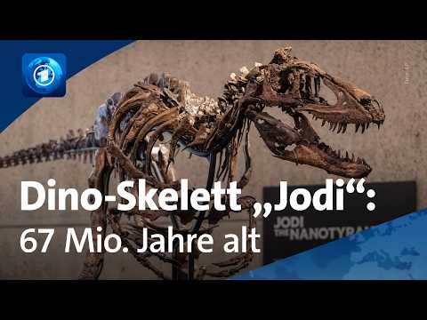 Nano-Tyrannus: Dino-Skelett wird versteigert