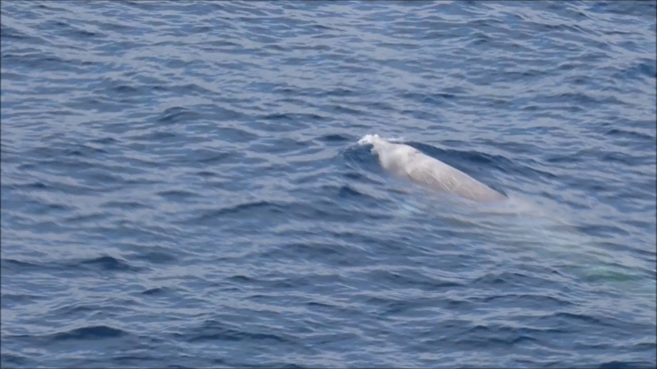 Cuvier beaked whale ,Bay of Biscay ORCA Safaris 2018 YouTube