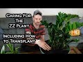 Transplanting and Caring for The ZZ Plant