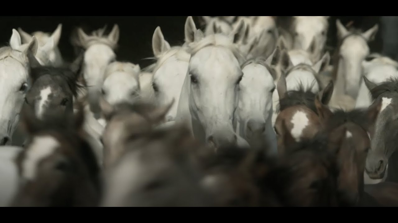 A trot around Vienna's famous Spanish Riding School