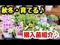 ■秋冬の『購入苗紹介』