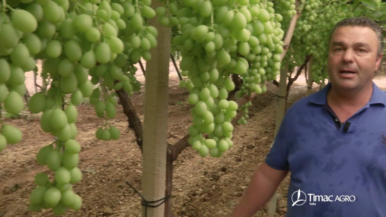 Agricoltori di Successo - L' Azienda Agricola Pellegrino